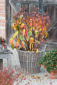 Shrub hydrangea in autumn colours in a basket and coral shrub