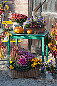 Kiesterrasse mit Strauchhortensie in Herbstfärbung im Korb