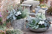 Autumn planting in silver grey and white