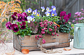 Autumnal wooden basket planted with horned violets, peat myrtle, pansies