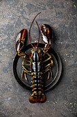 Fresh raw live Lobster on plate on black background