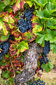 Ripe red wine grapes on the vine