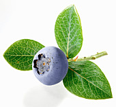 A blueberry with leaves