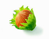 A hazelnut with leaves (illustration)