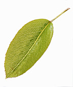 A pear leaf