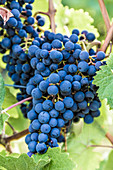 Blaue Weintrauben an der Rebe