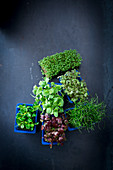 Various types of cress in plastic punnets