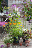 Arrangement with marigolds, spider plants, verbena, loyal to men