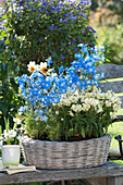 Simple dahlia, small delphiniums and snapdragons in a basket