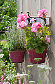 Standing geranium and marjoram hung in pots