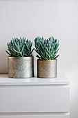Potted plants on white chest of drawers