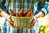 Bauer hält Korb mit frisch geernteten Süsskartoffeln