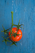 Tomato on the Vine