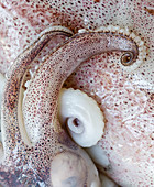 Squid (detail)