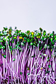 Purple Microgreens on White Background