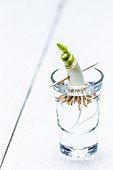 Regrowing a spring onion