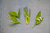 Poisonous wild garlic lookalikes: lily of the valley and autumn crocus