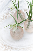 Einzelne Blüten von Fritillaria meleagris 'Alba' in Glasvasen