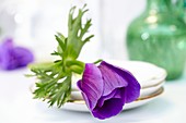 Violette Blüte von Anemone coronaria