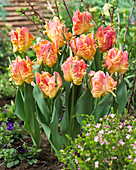 Tulipa 'Parrot Lady'