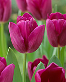 Tulipa 'Baracuda'