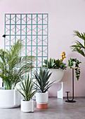 Various houseplants in front of a pastel wall