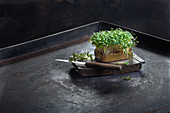 Fresh cress in a dish with a knife on a metal background
