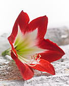 Hippeastrum Tres Chic