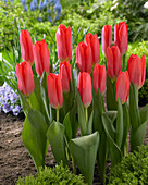 Tulipa 'Solva'