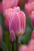 Tulipa Light and Dreamy