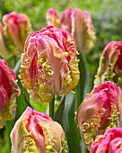 Tulipa 'Webers Parrot Spectrum'