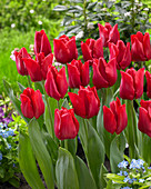 Rote Triumph-Tulpe
