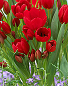 Tulipa 'Roulette'