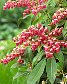 Pieris japonica 'Valley Valentine'