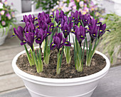 Iris reticulata 'Purple Hill'®