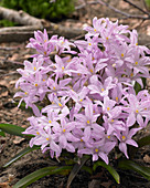 Chionodoxa luciliae Rose Queen