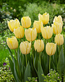 Tulipa 'Golden Spring'