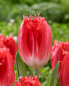 Tulipa 'Sweet Simone'