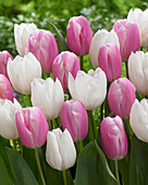 Tulipa 'Ice Cap' 'Kasia'