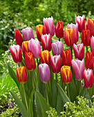 Tulipa Mix