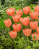 Tulipa 'Amazing Star'