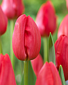 Tulipa 'Beaumes de Venise'