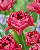 Tulipa 'Double Pink'