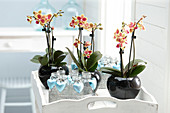Phalaenopsis 'Table Dance' Hybride
