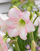 Hippeastrum Pink Rascal ®