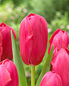 Tulipa Rasteau