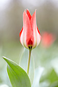 Tulipa eichleri Excelsa