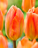 Tulipa Orange Emperor