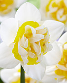 Narcissus '07-28'