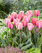 Tulipa King of Kings, Tulipa 316